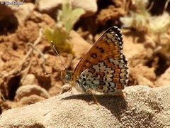 Melitaea telona