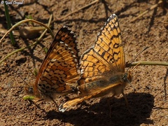 Melitaea telona