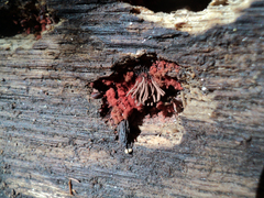 Arcyria ferruginea