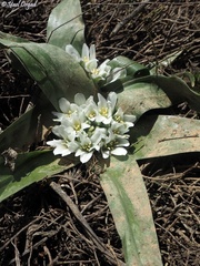 Ornithogalum lanceolatum