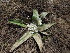 Ornithogalum lanceolatum