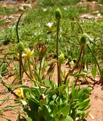 Ranunculus myosuroides