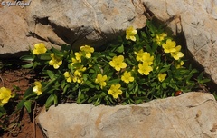 Ranunculus myosuroides