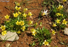 Ranunculus myosuroides