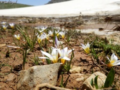 Romulea nivalis