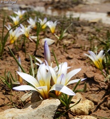 Romulea nivalis