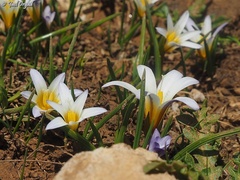 Romulea nivalis