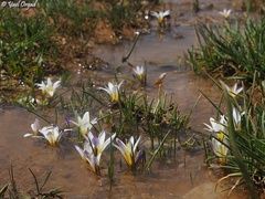 Romulea nivalis