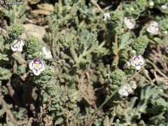 Veronica polifolia