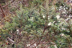 Abies guatemalensis