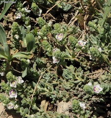 Veronica polifolia