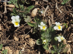 Viola parvula