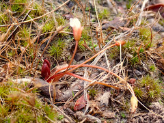 Drosera praefolia