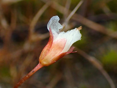 Drosera praefolia