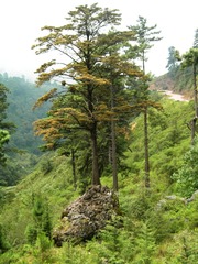 Abies guatemalensis