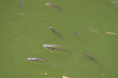 Oreochromis niloticus