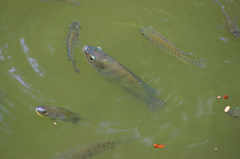 Oreochromis niloticus