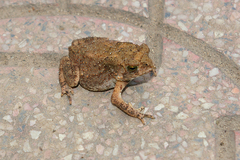 Duttaphrynus melanostictus