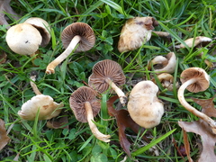 Hebeloma sacchariolens