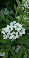 Spiraea nipponica