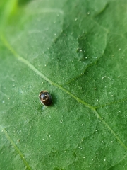 Clitostethus arcuatus