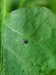 Clitostethus arcuatus