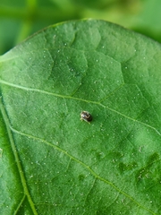 Clitostethus arcuatus