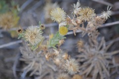 Erigeron petrophilus