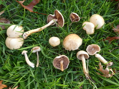 Hebeloma sacchariolens