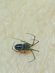 Mesida argentiopunctata