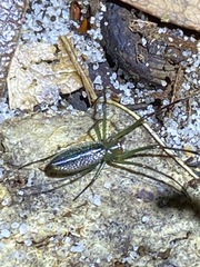 Mesida argentiopunctata