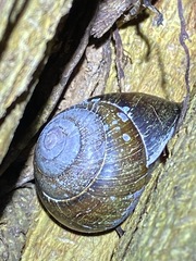 Sphaerospira fraseri