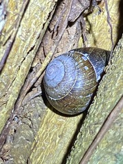 Sphaerospira fraseri