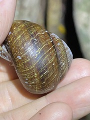 Sphaerospira fraseri