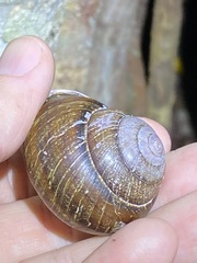 Sphaerospira fraseri