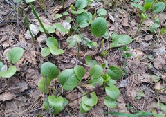 Pyrola rotundifolia