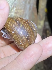 Sphaerospira fraseri