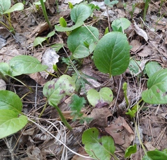 Pyrola rotundifolia