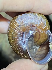 Sphaerospira fraseri