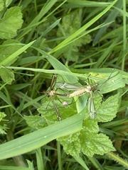Tipula vernalis