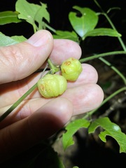 Acronychia wilcoxiana