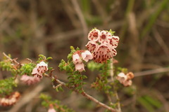 Erica brachycentra