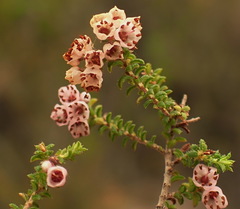 Erica brachycentra