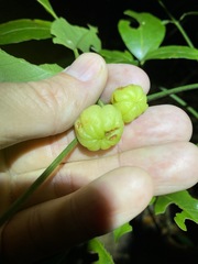 Acronychia wilcoxiana