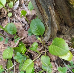Pyrola rotundifolia