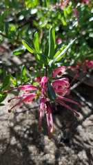 Grevillea baueri