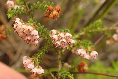 Erica brachycentra