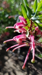 Grevillea baueri