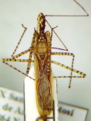 Zelus cervicalis