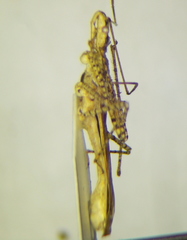Zelus cervicalis